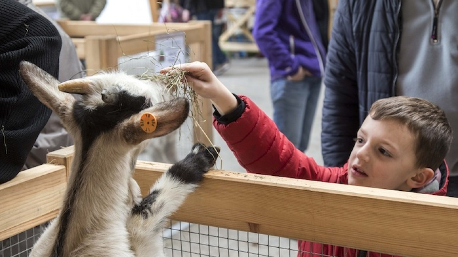Santa Maria Maggiore: torna la tradizionale festa del capretto vigezzino