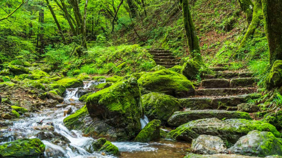 La bosco terapia: la Val Grande apre le porte al forest bathing