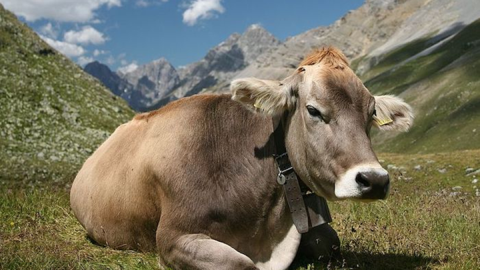 Tra scuola e scienza: si parla di genetica animale e allevamento sostenibile