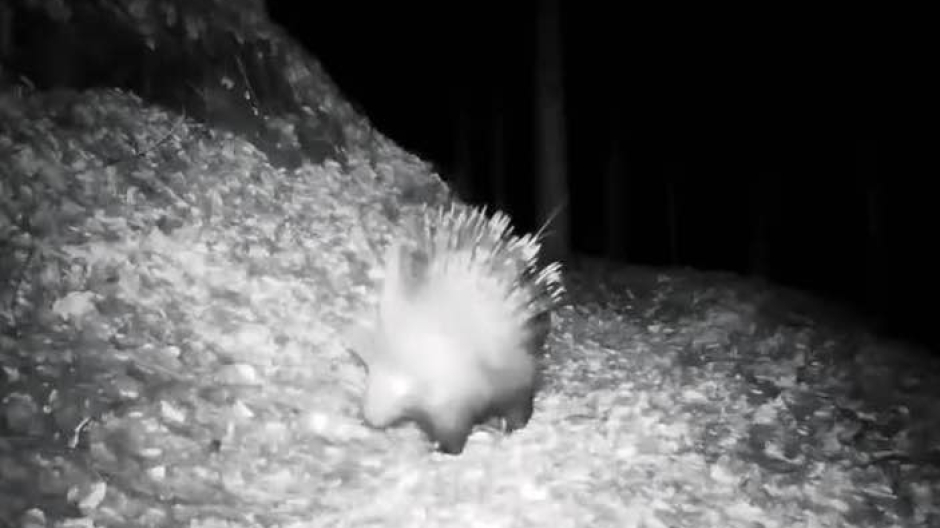 Un istrice in Ossola: il primo avvistamento certo nel Nord Piemonte