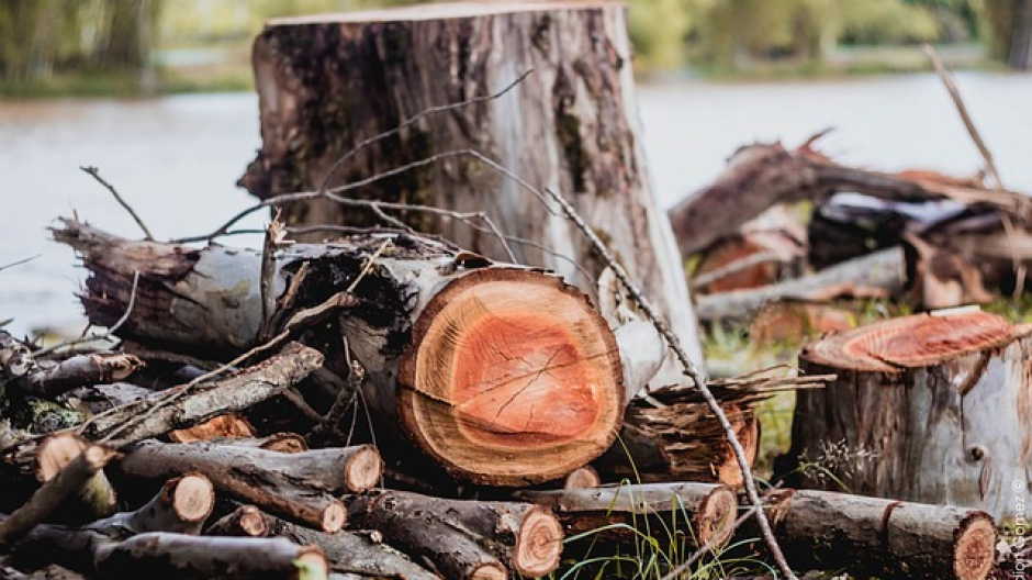 Valstrona: bando 2026 per l’assegnazione di legna da ardere a uso focatico
