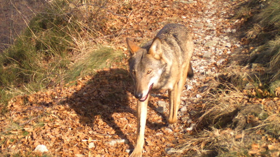 Un lupo nel centro di Antrona riaccende il confronto sulla presenza del predatore
