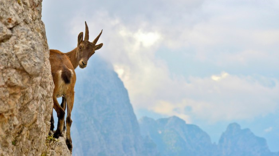 Stambecco fuori dalle specie cacciabili: il Governo fa marcia indietro 