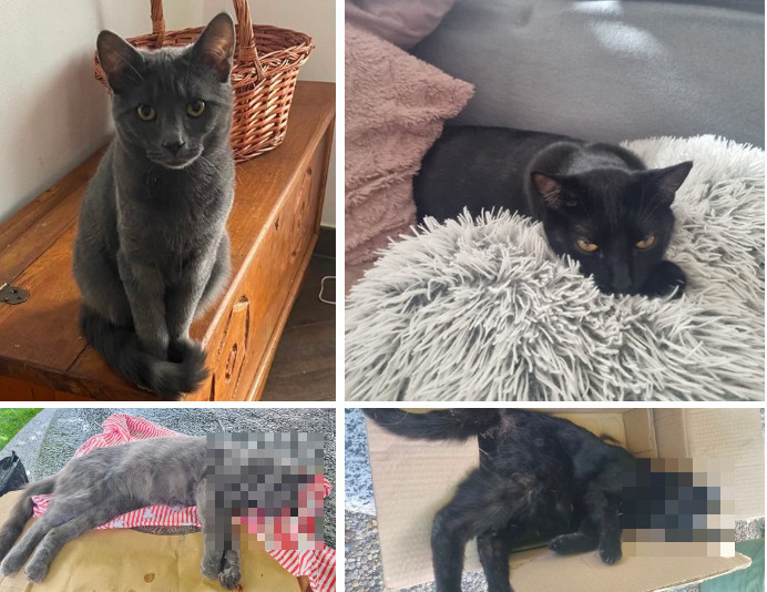 Gatti trovati morti a Sasseglio, i sospetti di un'uccisione
